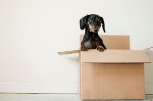 dachshund peaking over a box